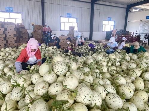 瓜州蜜瓜行情今日,价格行情一览