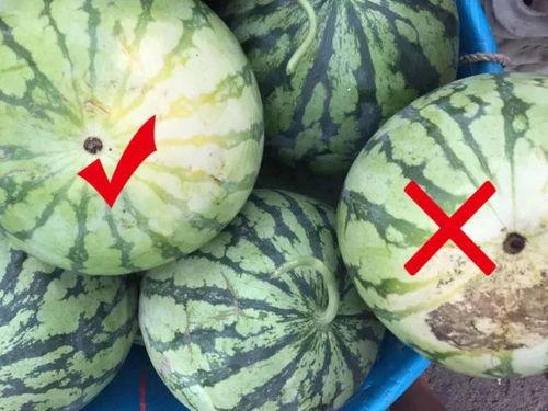 瓜里面是黑怎么吃,揭秘瓜内黑籽的妙用与美味