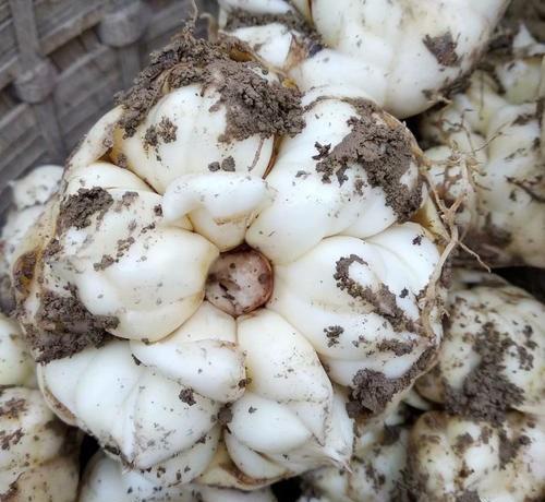 吃三黑三白三瓜,揭秘健康饮食新潮流