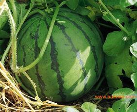 石家庄小吊瓜西瓜今日价,价格亲民抢购正当时”