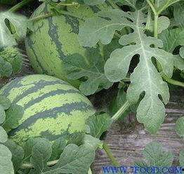 石家庄小吊瓜西瓜今日价,价格亲民抢购正当时”