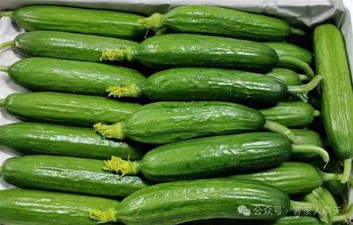 今日吃瓜往日吃瓜下一句,揭秘娱乐圈的瓜田秘闻