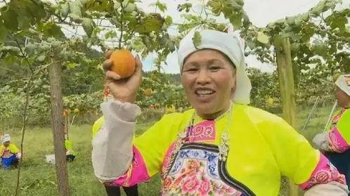 吊瓜今日价格表,市场行情实时更新