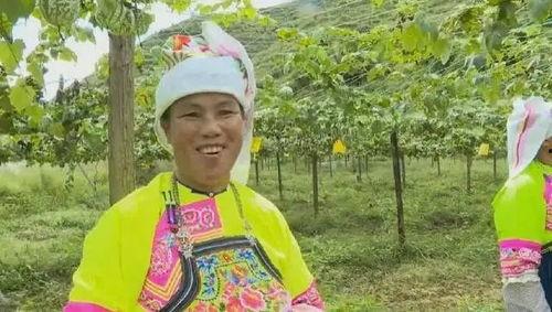 吊瓜今日价格表,市场行情实时更新