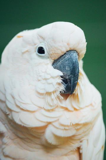 51黑瓜吃料,揭秘美食背后的故事与魅力