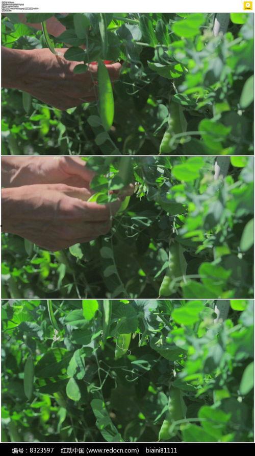 豌豆视频,短视频时代的潮流风向标