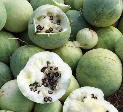 8月瓜的黑籽可以吃吗,8月瓜黑籽能否食用？