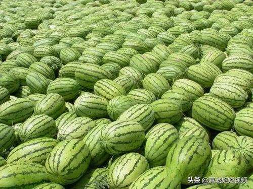 今日吃瓜大瓜每日更新,新鲜热辣，揭秘娱乐圈最新动态