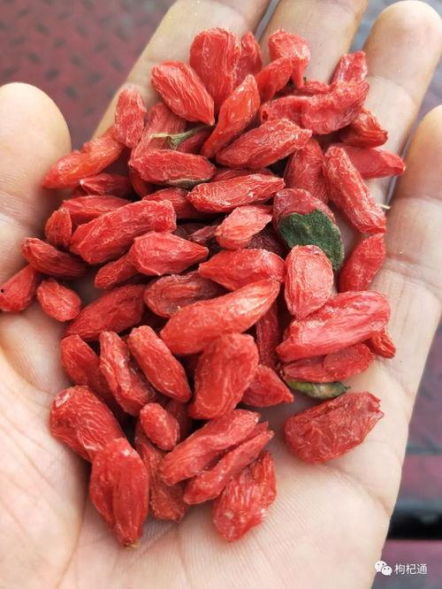 今日瓜州枸杞价格走向,今日市场行情解析