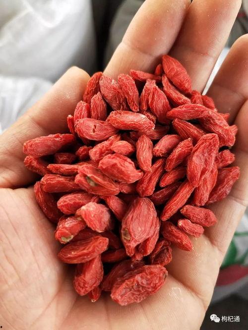 今日瓜州枸杞价格走向,今日市场行情解析