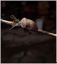 瓜黑蝽如何吃,揭秘其独特的取食技巧