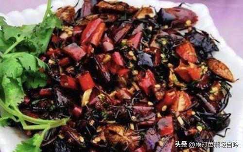 瓜黑蝽如何吃,揭秘其独特的取食技巧