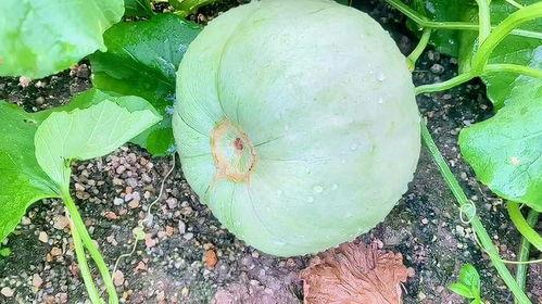 今日最新最火的瓜,当红明星疑涉重大丑闻，真相即将揭晓！