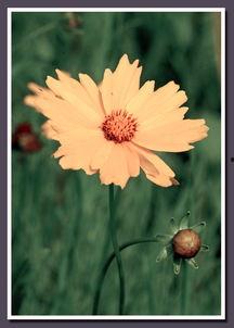 草草草在线视频,揭秘网络短视频的魅力与挑战