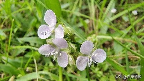 草草草在线视频,揭秘网络短视频的魅力与挑战