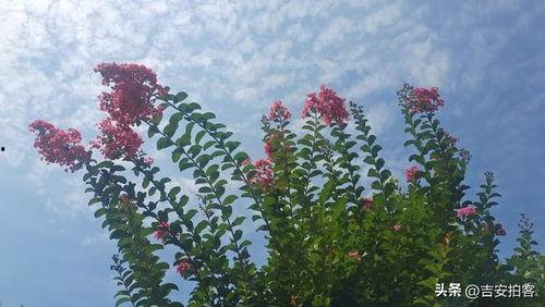 草草草在线视频,揭秘网络短视频的魅力与挑战