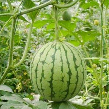 湖州吃瓜最新事件爆料,揭秘最新事件幕后真相