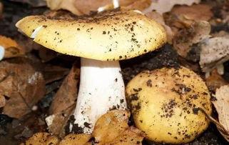 吃瓜曝光黑料155fun蘑菇,吃瓜曝光背后的真相与争议