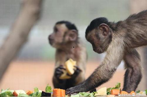 黑猴黄眉吃瓜,瓜田里的欢乐食客