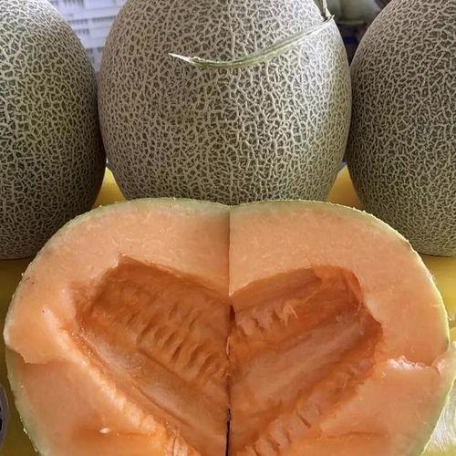 哈密瓜批发今日行情价格