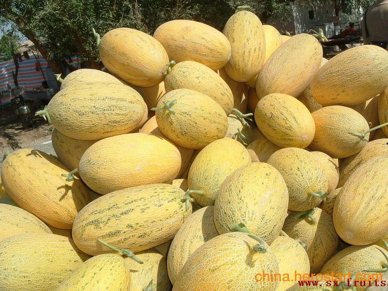 哈密瓜批发今日行情价格