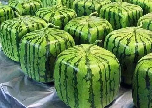 吃瓜爆料西瓜条怎么做,揭秘西瓜条的制作秘诀