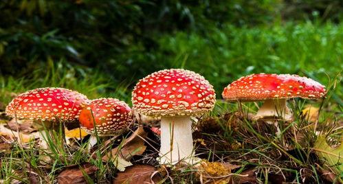 蘑菇吃瓜官网黑料爆料正好进入