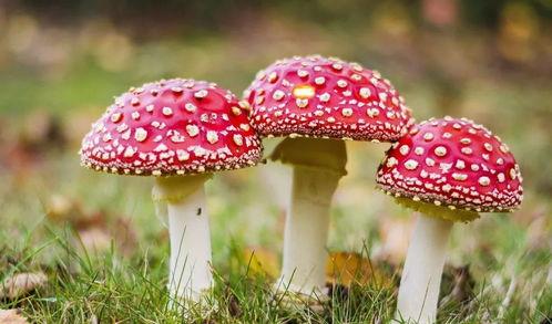 蘑菇吃瓜官网黑料爆料正好进入