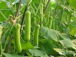 湖北今日瓠瓜行情价格,今日价格波动及市场动态