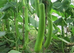 湖北今日瓠瓜行情价格,今日价格波动及市场动态