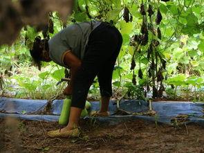 湖北今日瓠瓜行情价格,今日价格波动及市场动态