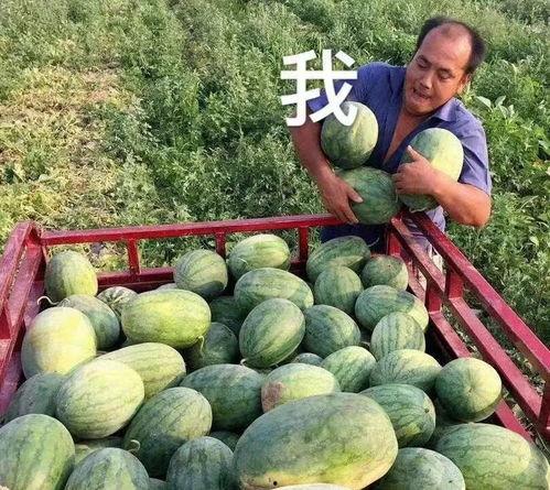 网络吃瓜爆料,娱乐圈幕后真相大曝光