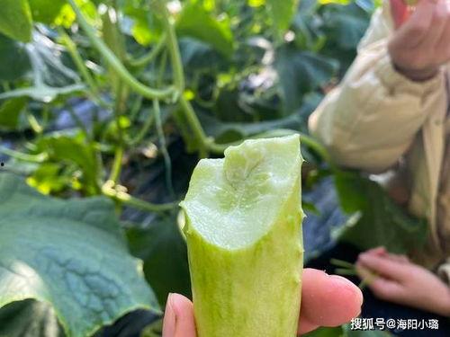 海阳网络瓜今日价格,行情波动，揭秘市场动态