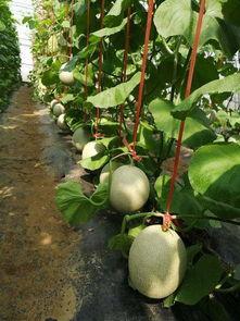 海阳网络瓜今日价格,行情波动，揭秘市场动态