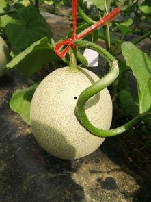 海阳网络瓜今日价格,行情波动，揭秘市场动态