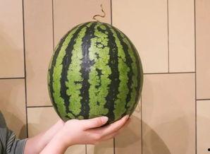 广州的瓜今日,新鲜美味尽享一夏