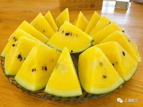 广州的瓜今日,新鲜美味尽享一夏