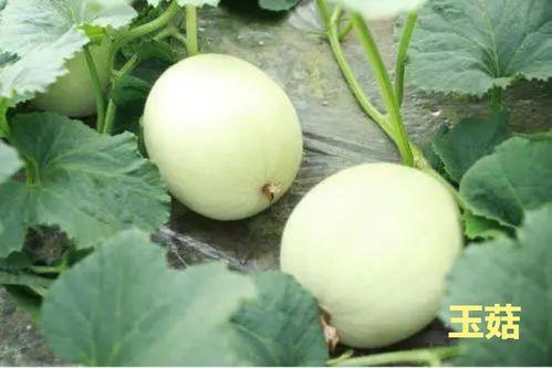 海南玉菇瓜今日价格行情最新,今日市场动态一览