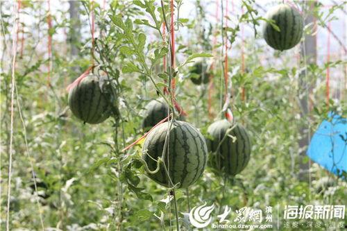 五一今日吃瓜网