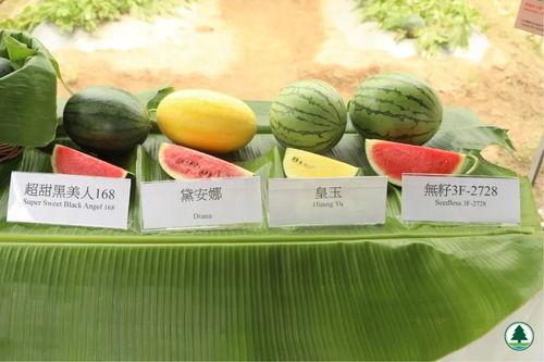 五一今日吃瓜网