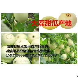 阎良瓜价今日行情,价格波动，供需动态解析”