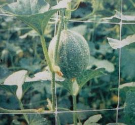 广东白瓜今日价格,市场行情一览”