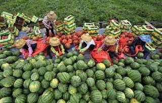 今日海南种什么瓜菜好,瓜菜品种推荐