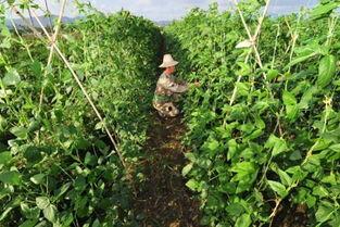今日海南种什么瓜菜好,瓜菜品种推荐