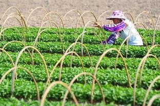 今日海南种什么瓜菜好,瓜菜品种推荐