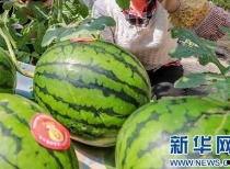 今日贵阳吃瓜最新消息,揭秘网红美食背后的故事