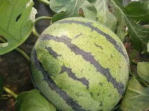 玲珑瓜今日价格行情,价格波动解析与市场趋势洞察”