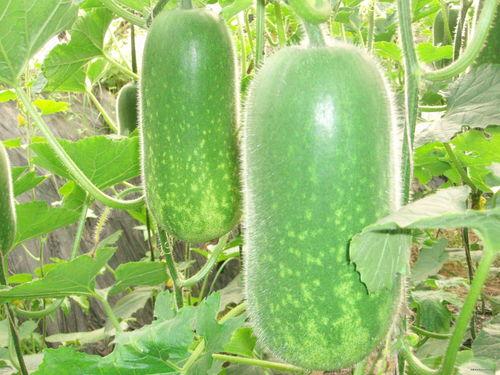 新鲜爆料大瓜怎么做的吃,新鲜爆料大瓜的烹饪秘籍