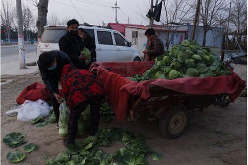 中牟韩寺镇吊瓜今日报价,新鲜上市，价格实惠！”