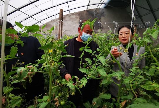 中牟韩寺镇吊瓜今日报价,新鲜上市，价格实惠！”